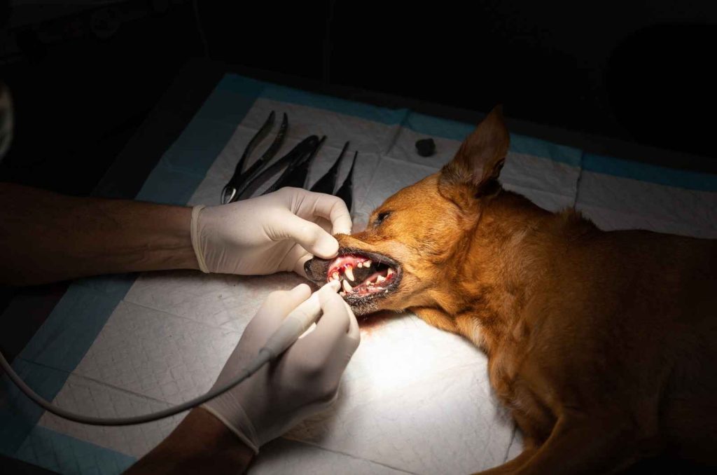 Gam Dental Veterinary For Dogs